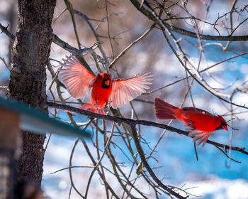 View of birds perching on branch