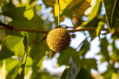 Close-up of fruit growing on plant