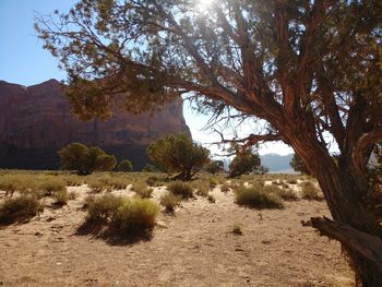 Trees in a desert