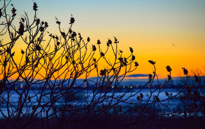 Silhouette plants against sky during sunset