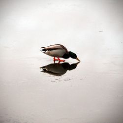 High angle view of duck swimming on lake