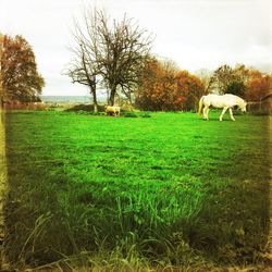 Scenic view of grassy field against sky