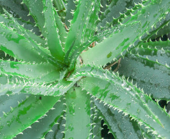 Aloe vera has been widely grown as an ornamental plant