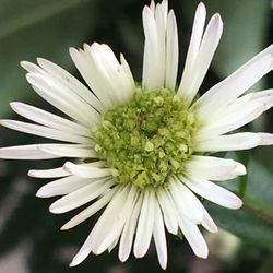 Close-up of flower blooming outdoors