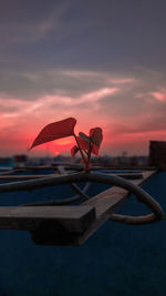 Close-up of red flower against sky during sunset