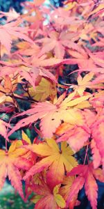 Close-up of maple leaves during autumn