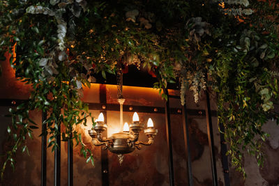 Potted plants against illuminated wall at night