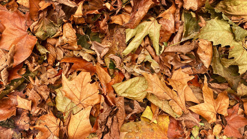 Full frame shot of dried autumn leaves on field