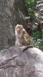 Monkey sitting on rock by water