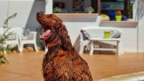 Close-up of dog yawning