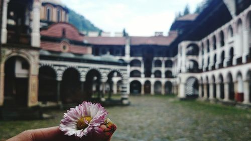 Close-up of flowers against built structure