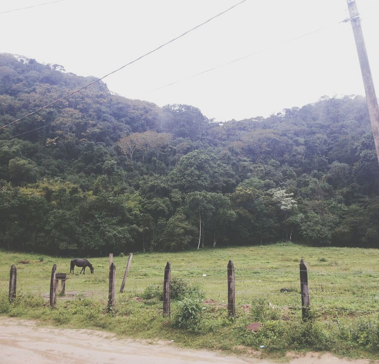 tree, landscape, tranquility, tranquil scene, fence, mountain, field, nature, scenics, beauty in nature, rural scene, growth, sky, non-urban scene, day, grass, green color, remote, no people, outdoors