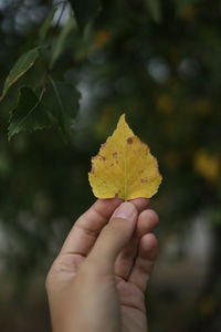 Close-up of hand holding maple leaves during autumn