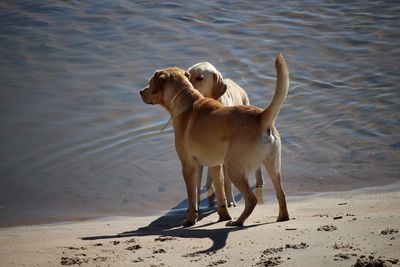 Dog standing on beach
