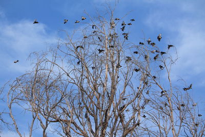Low angle view of birds flying against sky