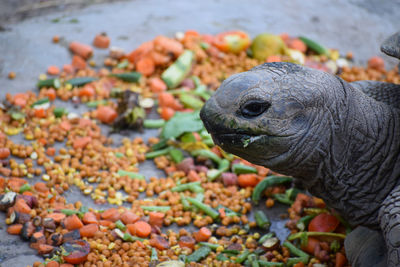 Close-up of lizard on beach