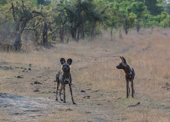 View of two dogs on land