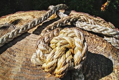 Close-up of rope on tree stump