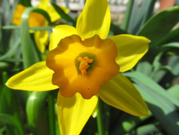 Close-up of yellow flower blooming outdoors