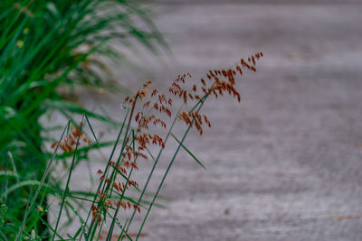 Close-up of flowering plant in sea