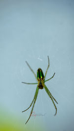 Close-up of spider on web