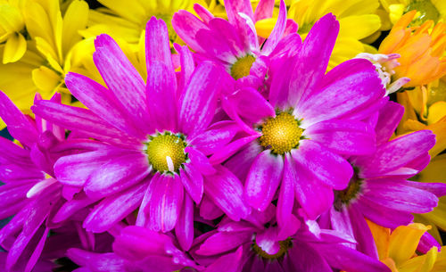 Close-up of purple flower