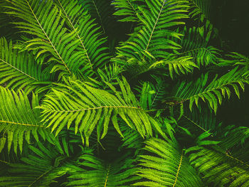 High angle view of fern leaves on plant