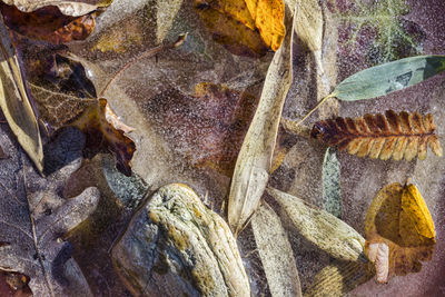 Close-up of plant against white background