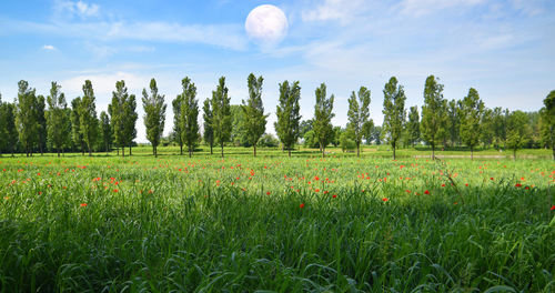Scenic view of agricultural field against sky