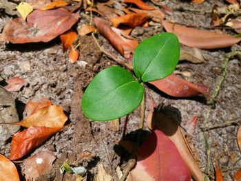 Close-up of leaves