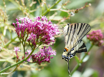 Close-up of butterfly pollinating on pink flower