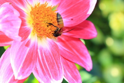 Close-up of bee on pink flower