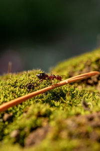 Close-up of ant on plant