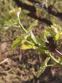 Close-up of plant growing on field