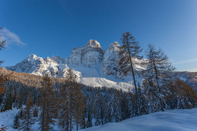 Expanse of snow-covered larches at the foot of mount pelmo at sunset, dolomites, italy