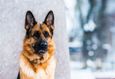 Close-up portrait of a dog