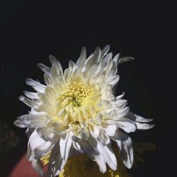 Close-up of white flower blooming against black background