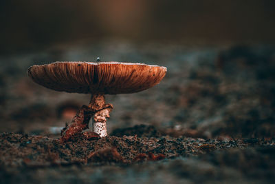 Close-up of mushroom growing on field