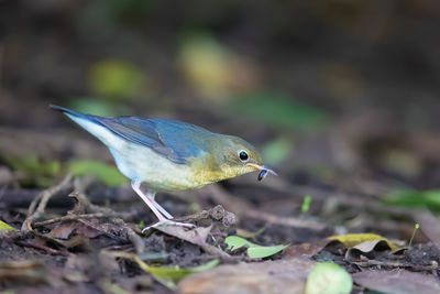 Close-up of bird perching on field