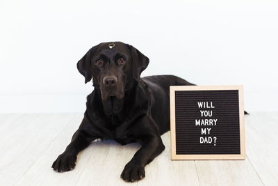 Portrait of dog sitting on wall