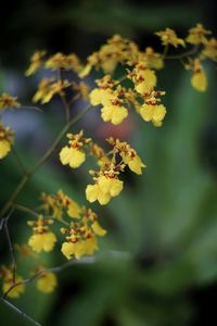 Close-up of yellow flowers
