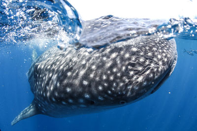 Fish swimming in sea