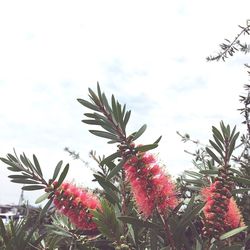 Low angle view of red flowers blooming against sky