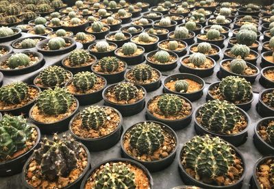 High angle view of succulent plants in greenhouse