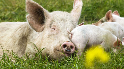 Close-up of sheep