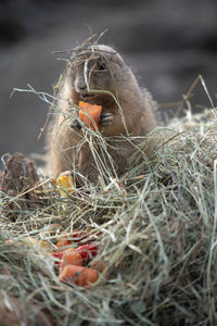 Close-up of crab eating food