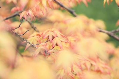 Close-up of pink flowers on branch