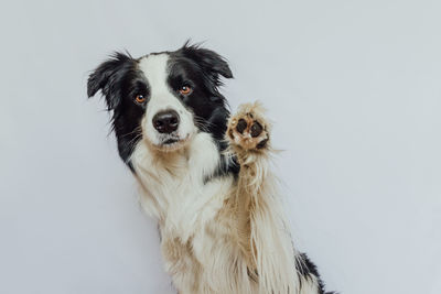 Portrait of dog against white background