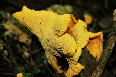 Close-up of mushrooms growing on tree trunk