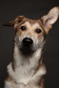 Close-up portrait of a dog over black background